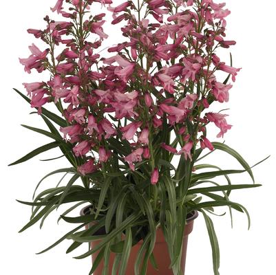 Penstemon barbatus 'Pristine Pink'
