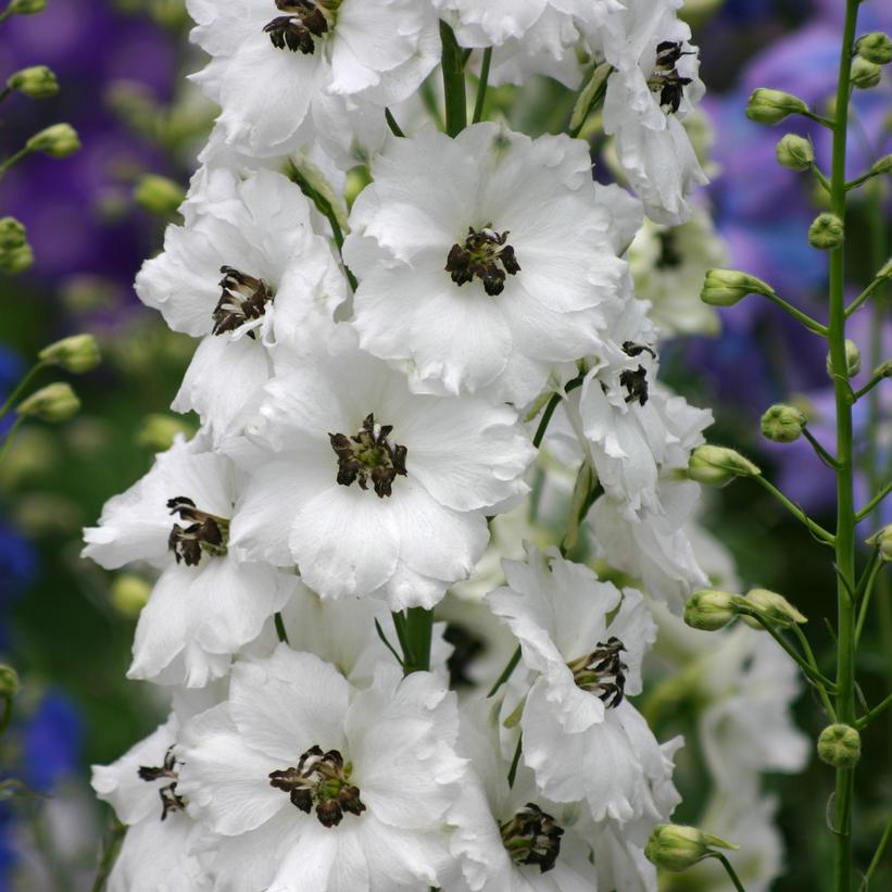 Delphinium x New Zealand Delphiniums 'Black Eyed Angels'
