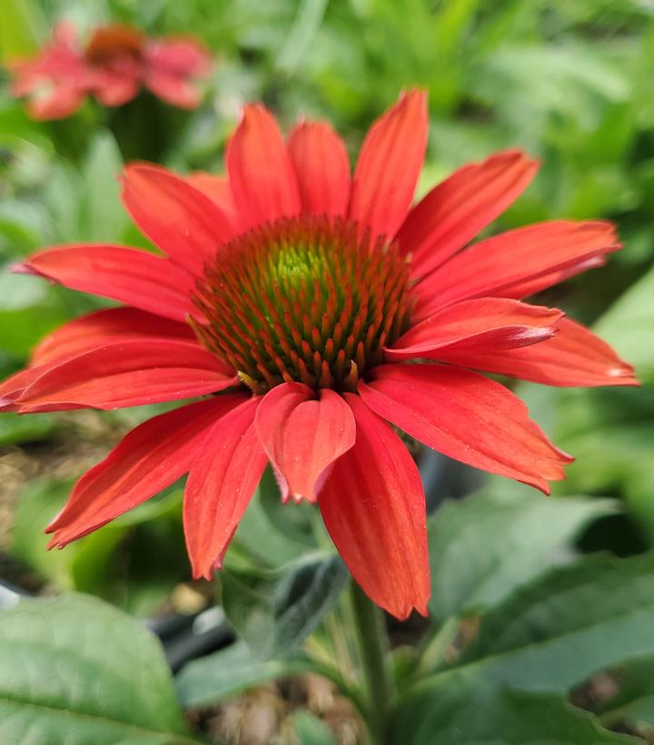 Echinacea x Color Coded® Frankly Scarlet