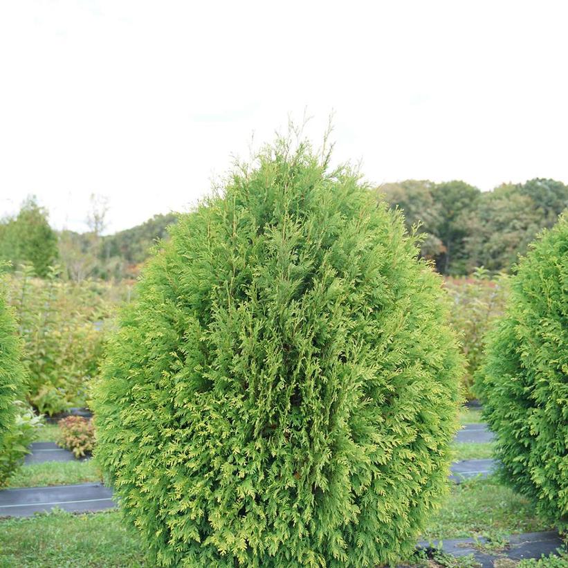 Thuja occidentalis Cheer Drops™