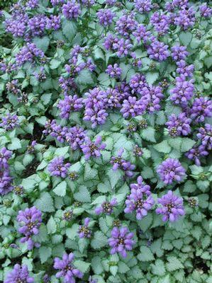 Lamium maculatum 'Purple Dragon'