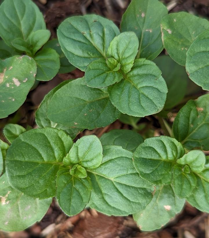 Mentha x 'Citrata'