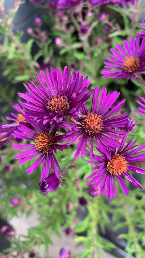 Aster novae-angliae 'Nachtauge'