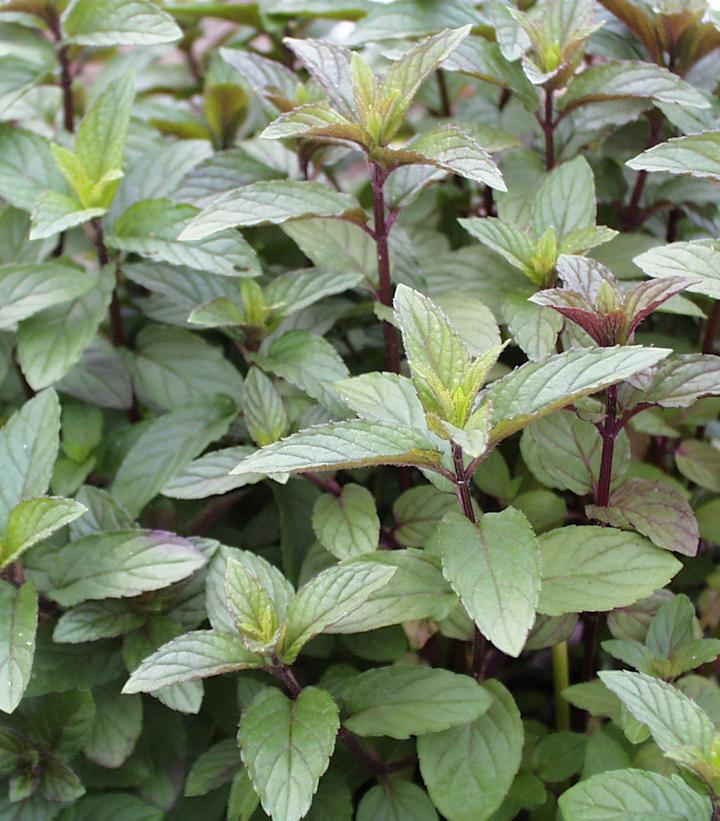 Mentha piperita 'Chocolate'