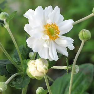 Anemone x 'Whirlwind'