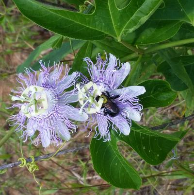 Passiflora incarnata 