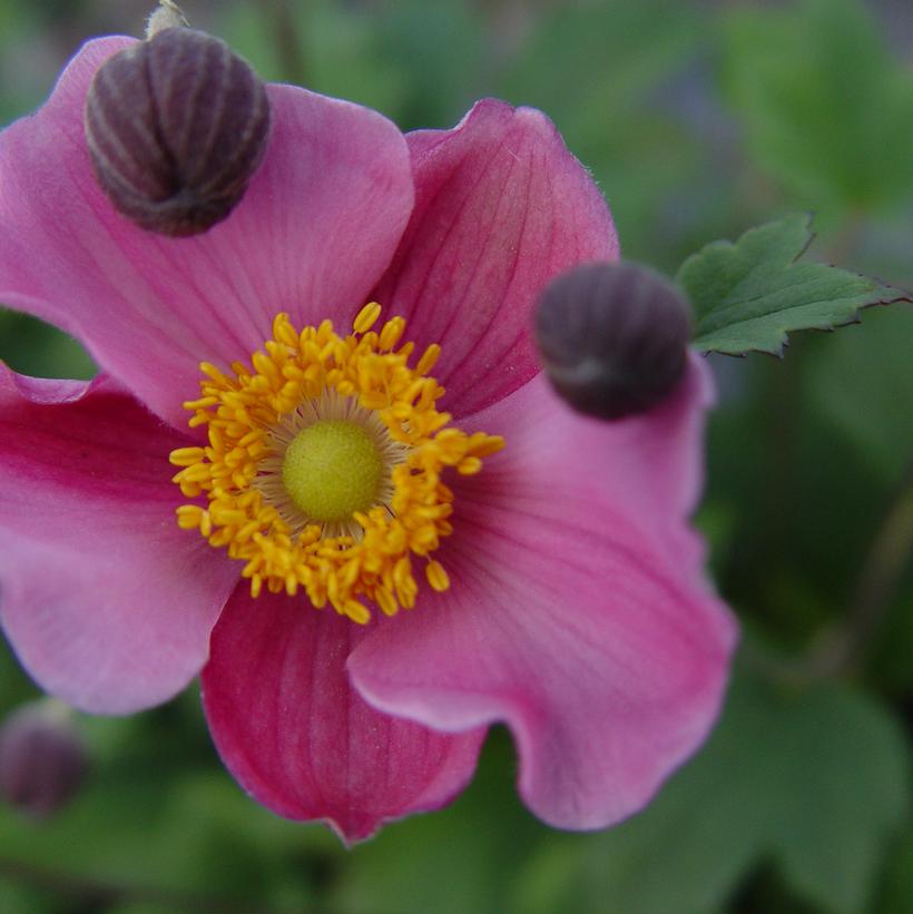 Anemone x 'September Charm'