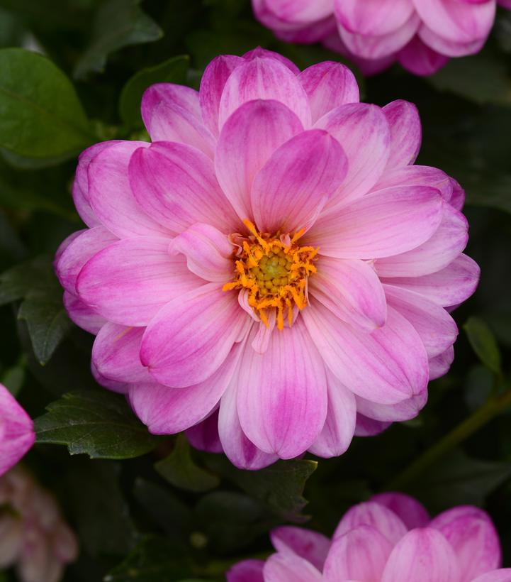 Dahlia Dalaya® Pink White
