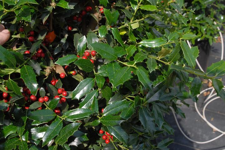 Ilex x Christmas Jewel®