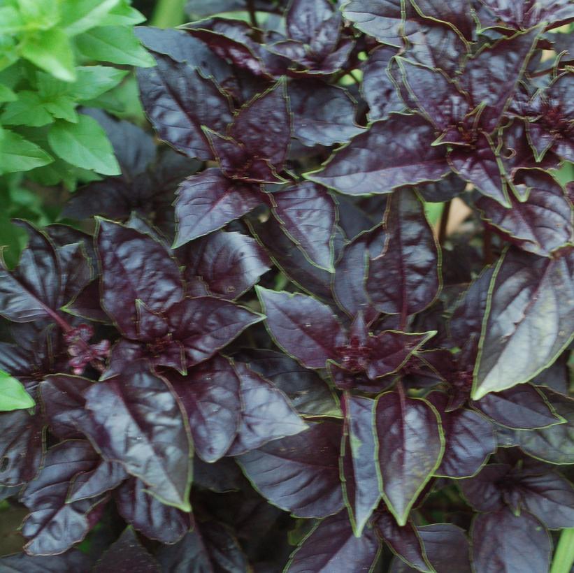 Ocimum basilicum Red Rubin