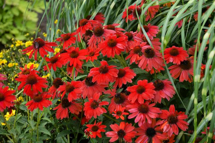 Echinacea x Panama™ Red