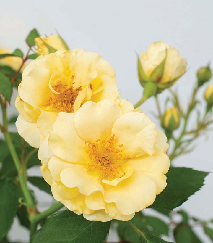 Rosa Buttercream Drift®