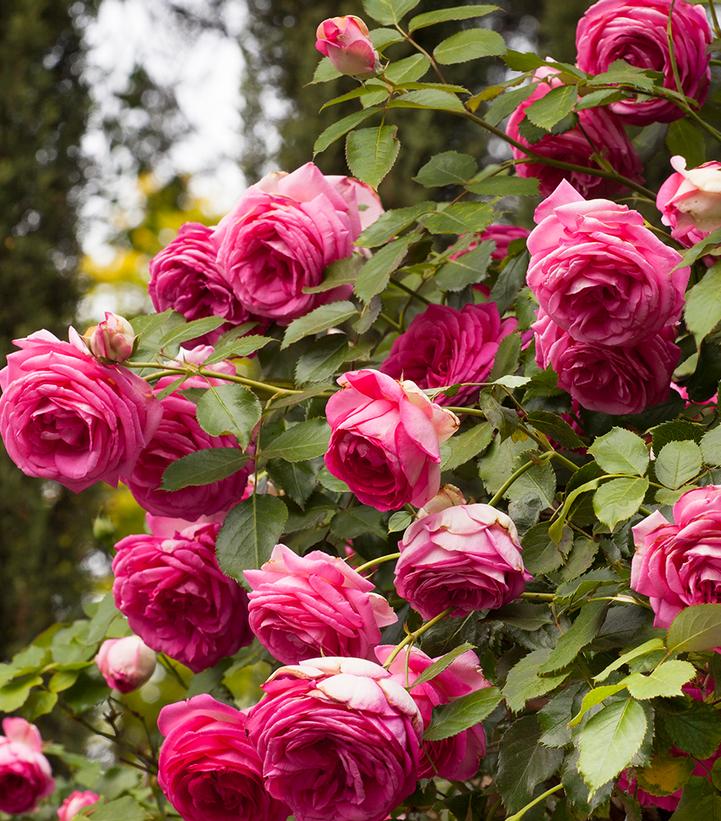 Rosa Eden Climber® Pretty in Pink