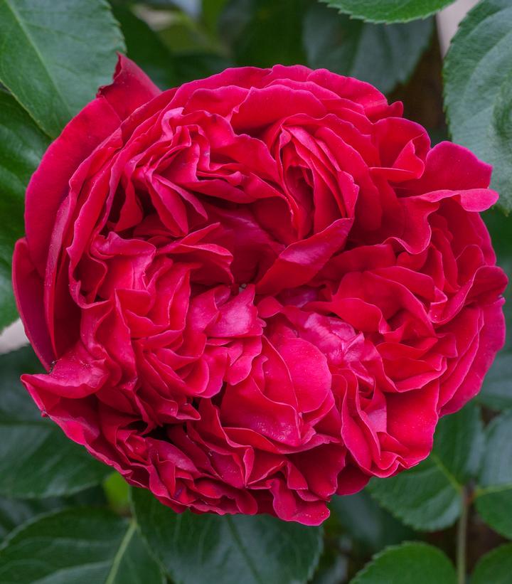 Rosa Eden Climber® Red