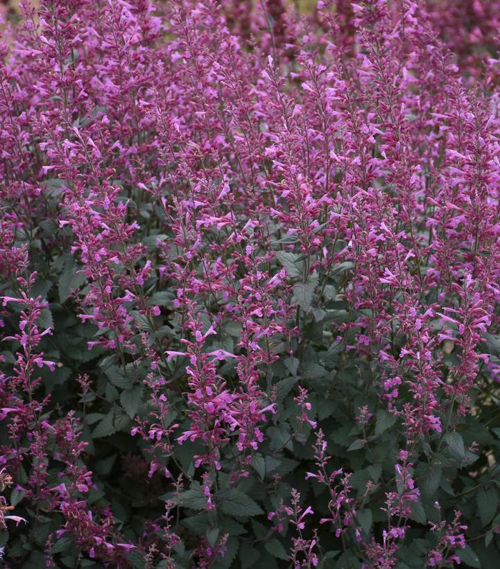 Agastache x Meant to Bee™ 'Royal Raspberry'