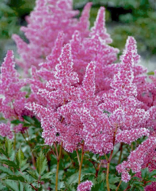 Astilbe chinensis You and Me Always®