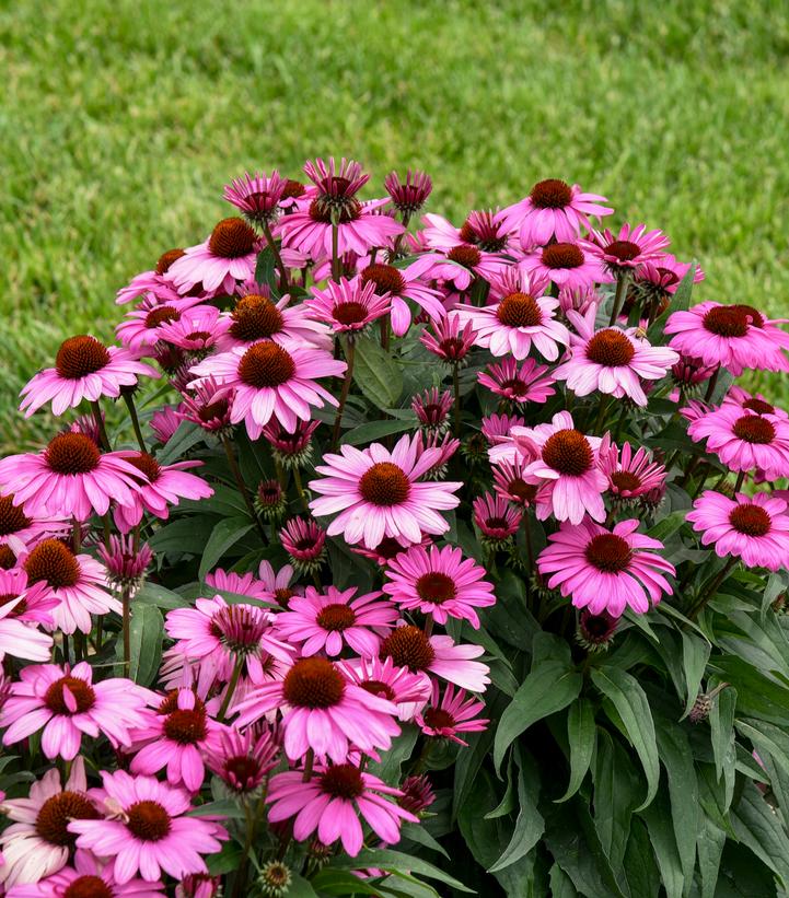 Echinacea x Color Coded® The Fuchsia is Bright