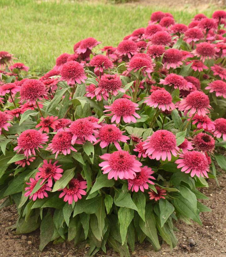 Echinacea x Double Coded™ Double Coded® Raspberry Beret