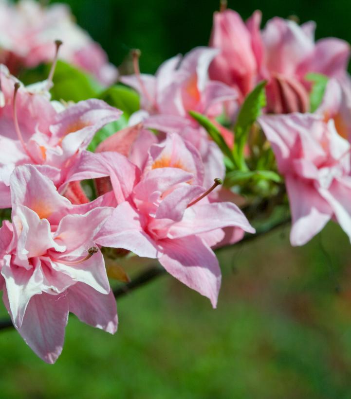 Azalea x Electric Lights™ Double Pink