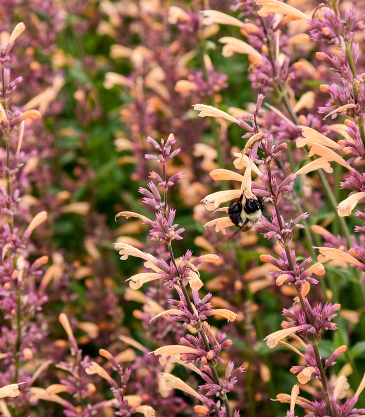 Agastache x Meant to Bee™ 'Queen Nectarine'
