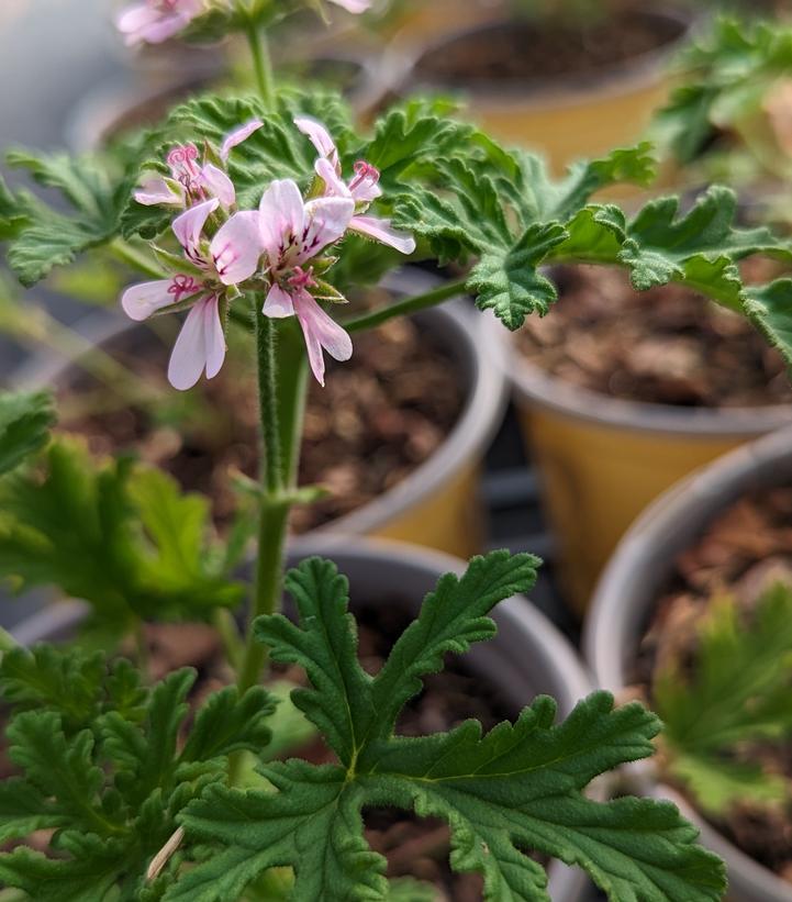 Pelargonium citrosa 