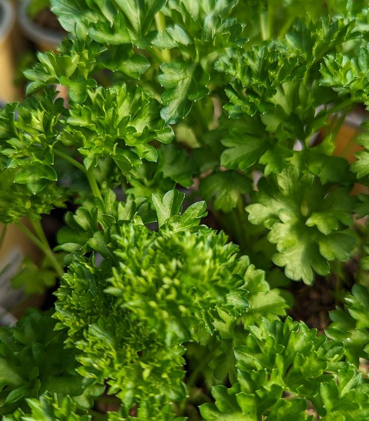 Petroselinum c. Triple Curly