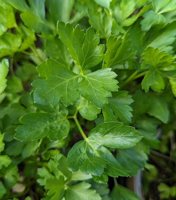 Petroselinum crispum Italian