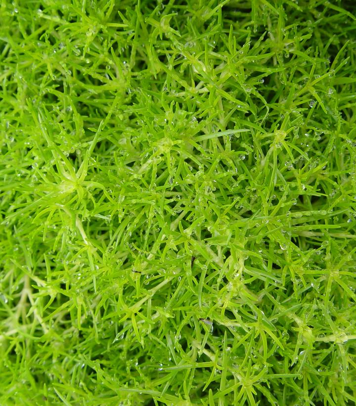 Sagina subulata 'Aurea'