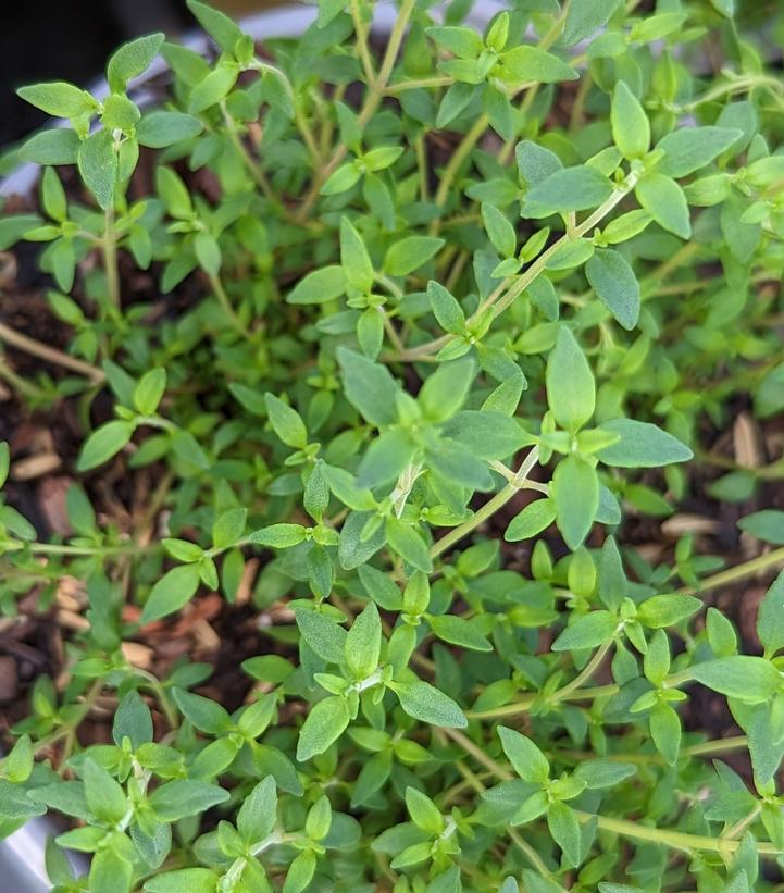 Image Credit: Prides Corner Farms