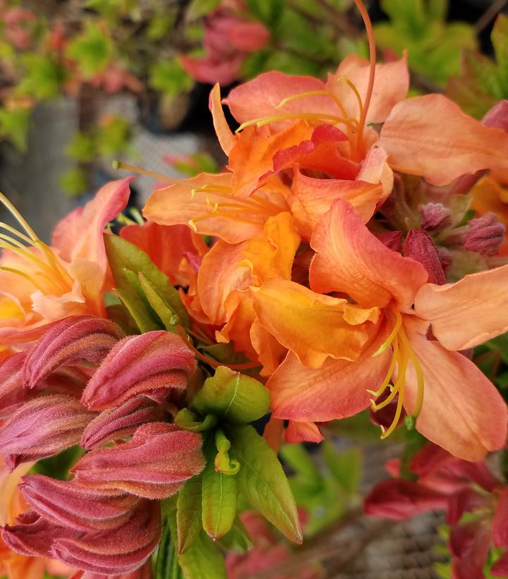 Azalea Northern Lights 'Mandarin Lights'