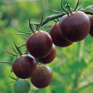 Tomato Black Cherry