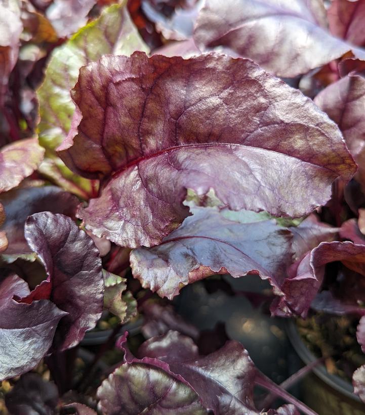 Beets 'Bulls Blood' - Bulls Blood Beets from Prides Corner Farms