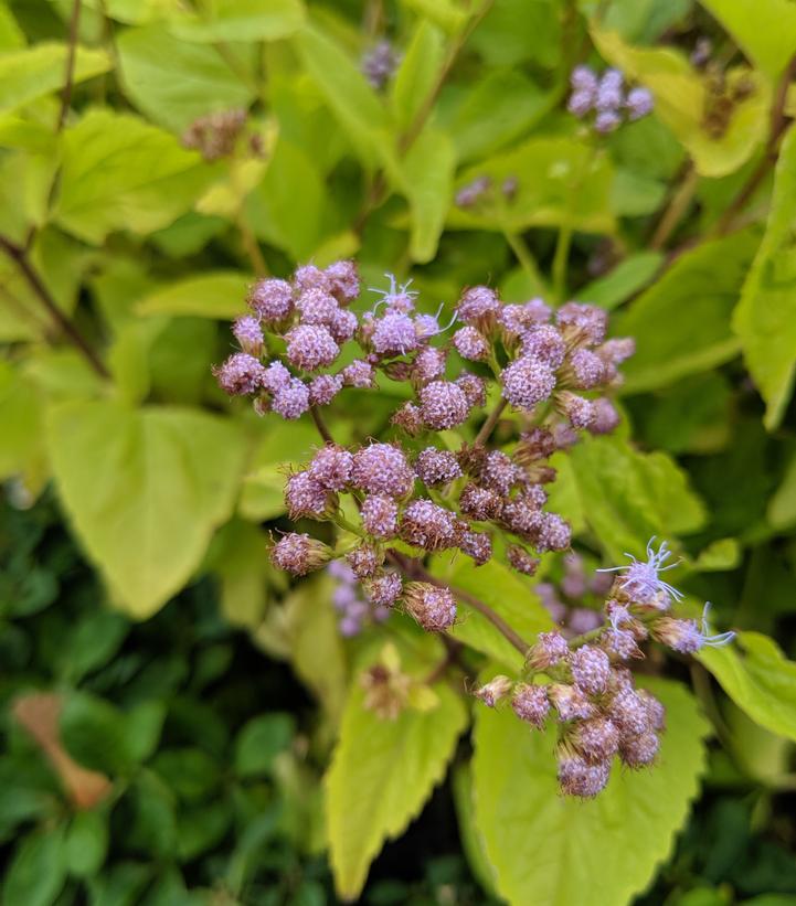Eupatorium coelestinum - Hardy Ageratum from Prides Corner Farms