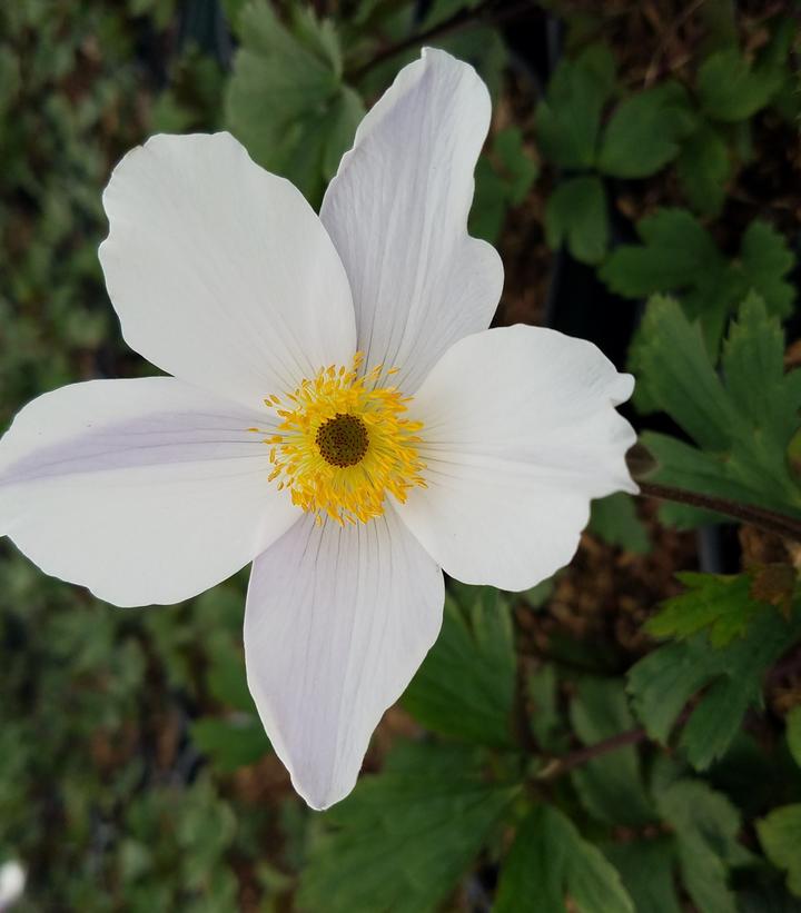 Anemone x 'Wild Swan'