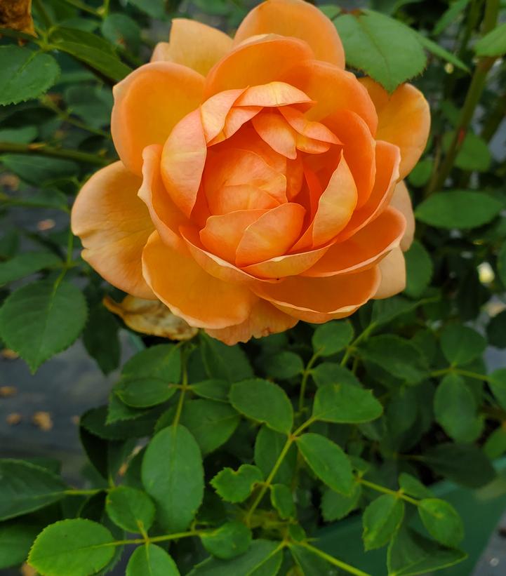 Image Credit: Prides Corner Farms