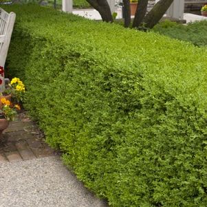Image Courtesy Bailey Nurseries