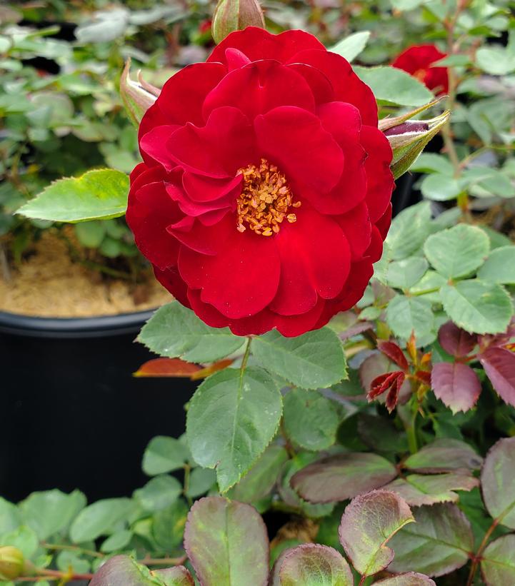 Image Credit: Prides Corner Farms