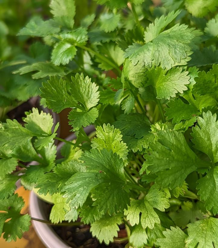 Image Credit: Prides Corner Farms