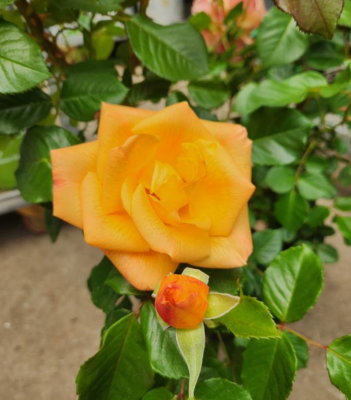 Image credit: Prides Corner Farms