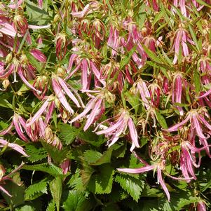 Image courtesy of Terra Nova Nurseries