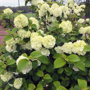 Image is property of Bailey Nursery