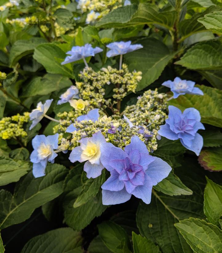 Hydrangea mac. 'Felicity' - Felicity Bigleaf Hydrangea from Prides Corner Farms