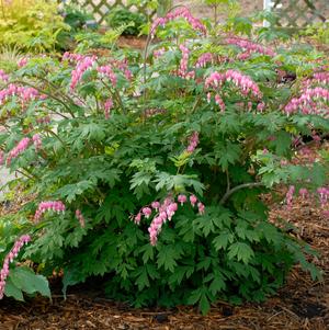 Image courtesy of Walters Gardens 