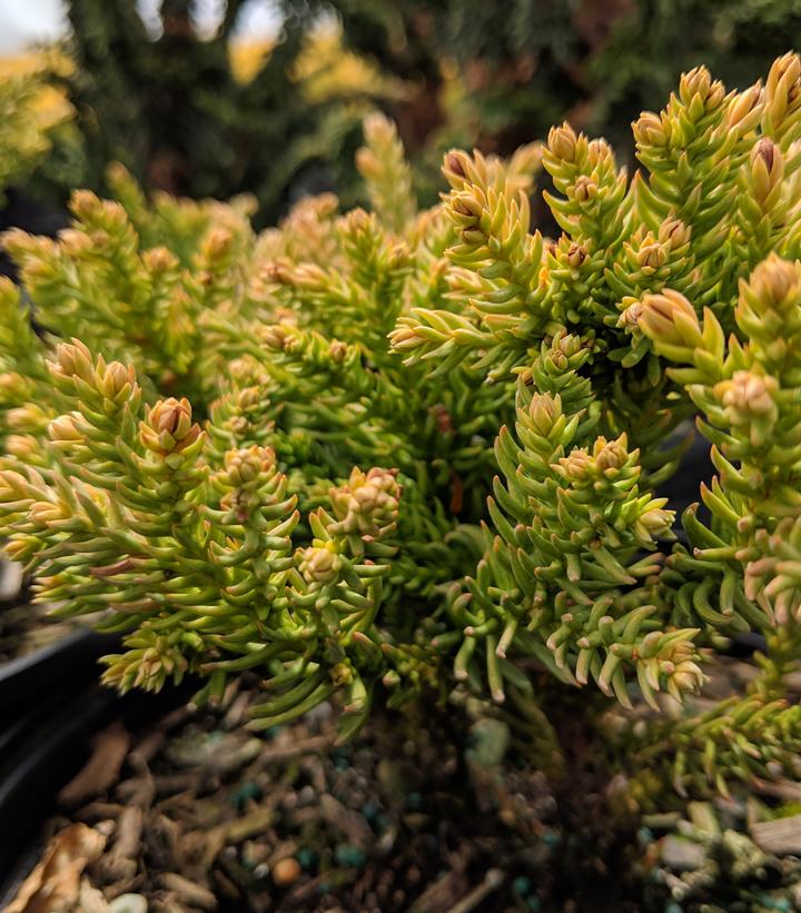 Cryptomeria japonica 'Dragon Prince™' - Dragon Prince™ Cryptomeria from Prides Corner Farms