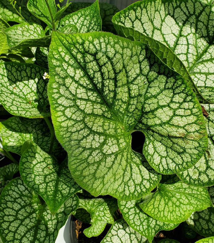 Image Credit: Prides Corner Farms