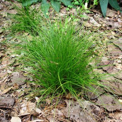 Image courtesy of Northcreek Nurseries