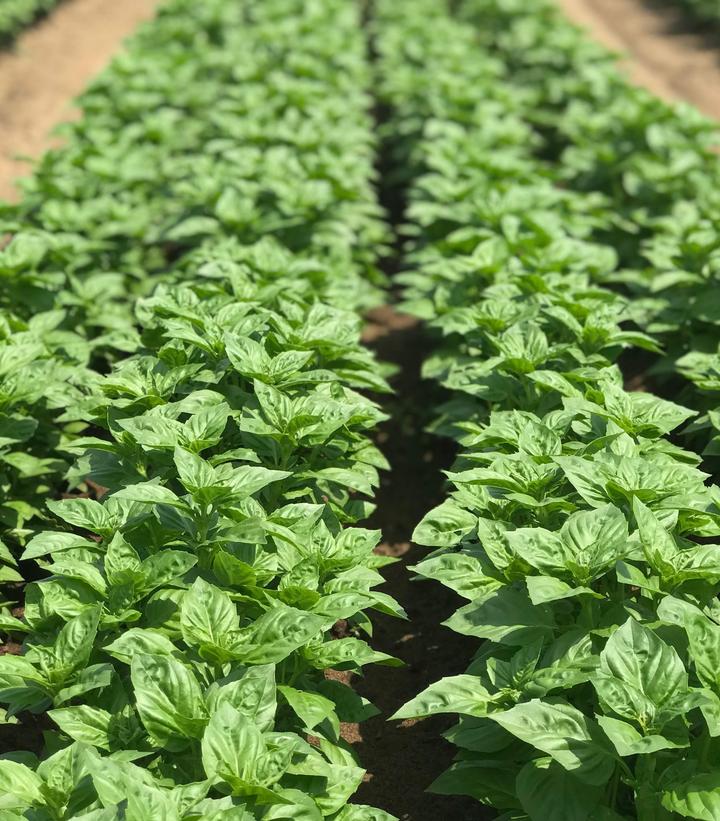 Ocimum 'Rutgers Obsession DMR'