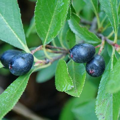 Image courtesy of Proven Winners