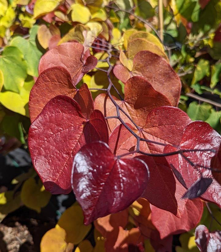 Cercis canadensis 'Flame Thrower�' - Flame Thrower� Eastern Redbud from Prides Corner Farms