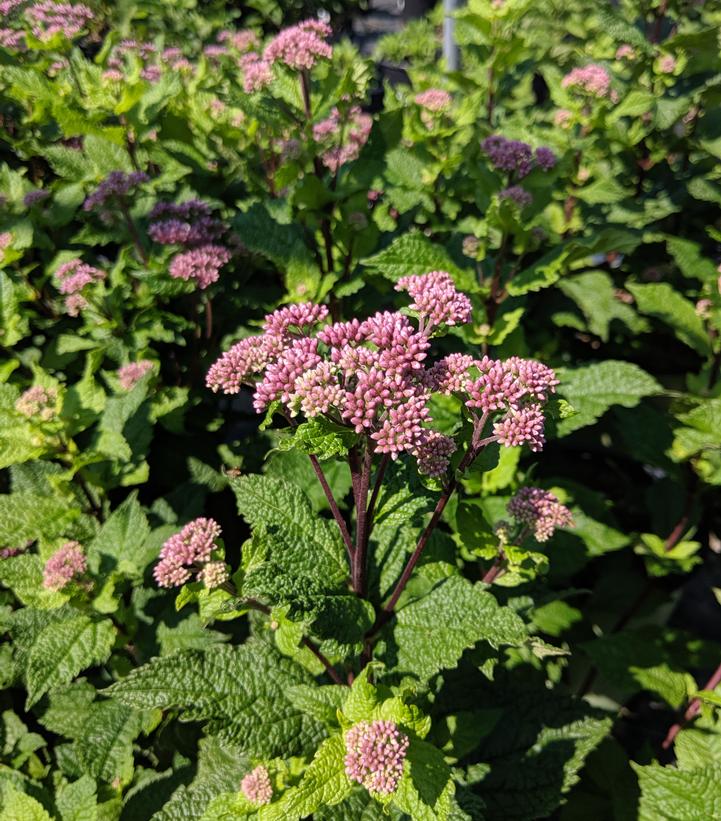 Eupatorium dubium 'Little Joe' - Little Joe Pye Weed from Prides Corner Farms